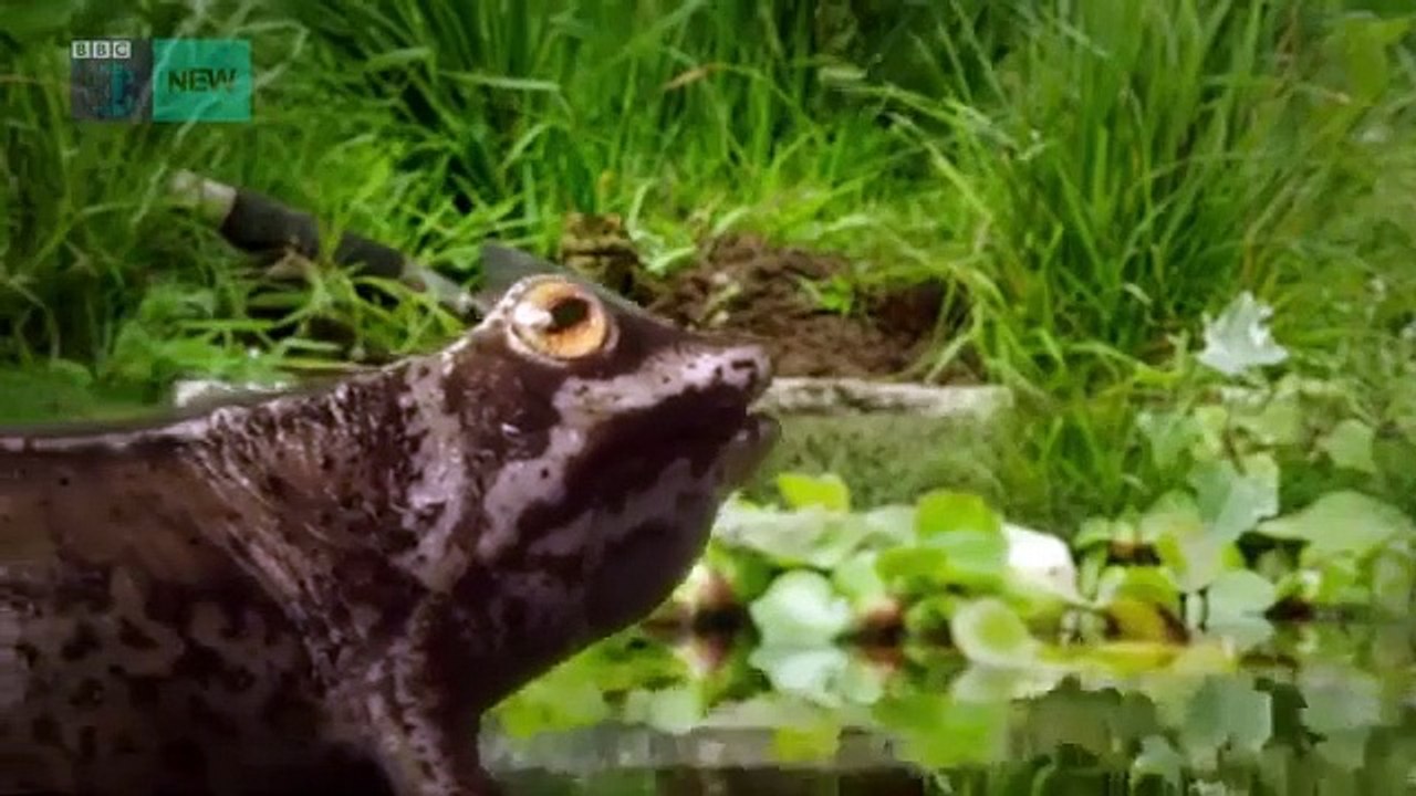 The Worst Witch - Se1 - Ep05 - Pond Life HD Watch HD Deutsch