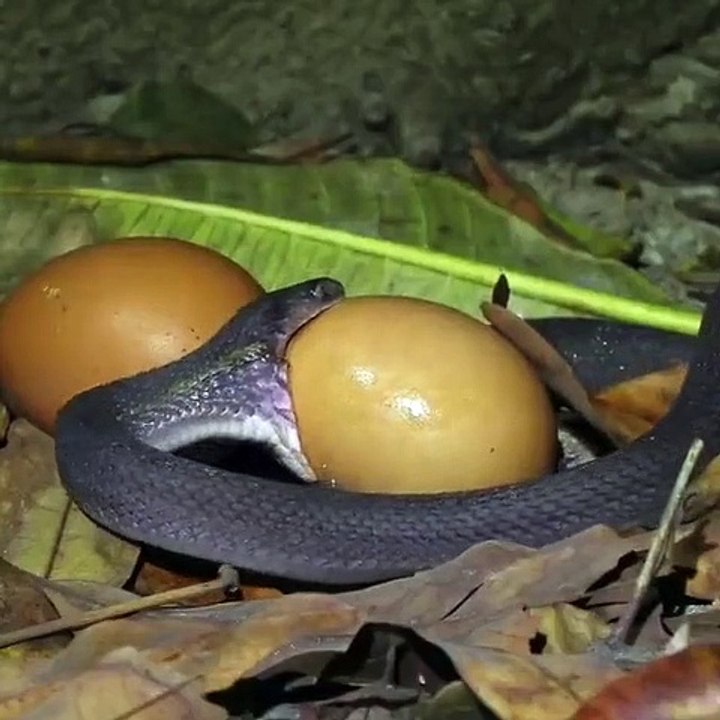 The moment a snake swallowed an egg bigger than its head