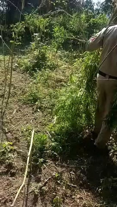 Hemp cultivation was being done here in MP, hemp plants were planted in the middle of the tur crop, 3 arrested