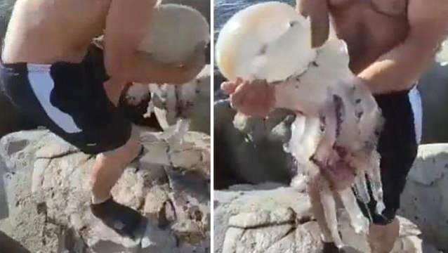 Ahtapot diye dev deniz anasını kucağına alan vatandaş hatasının bedelini ağır ödedi