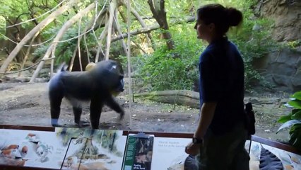 The Zoo - Se3 - Ep06 - The Kings of Queens HD Watch HD Deutsch