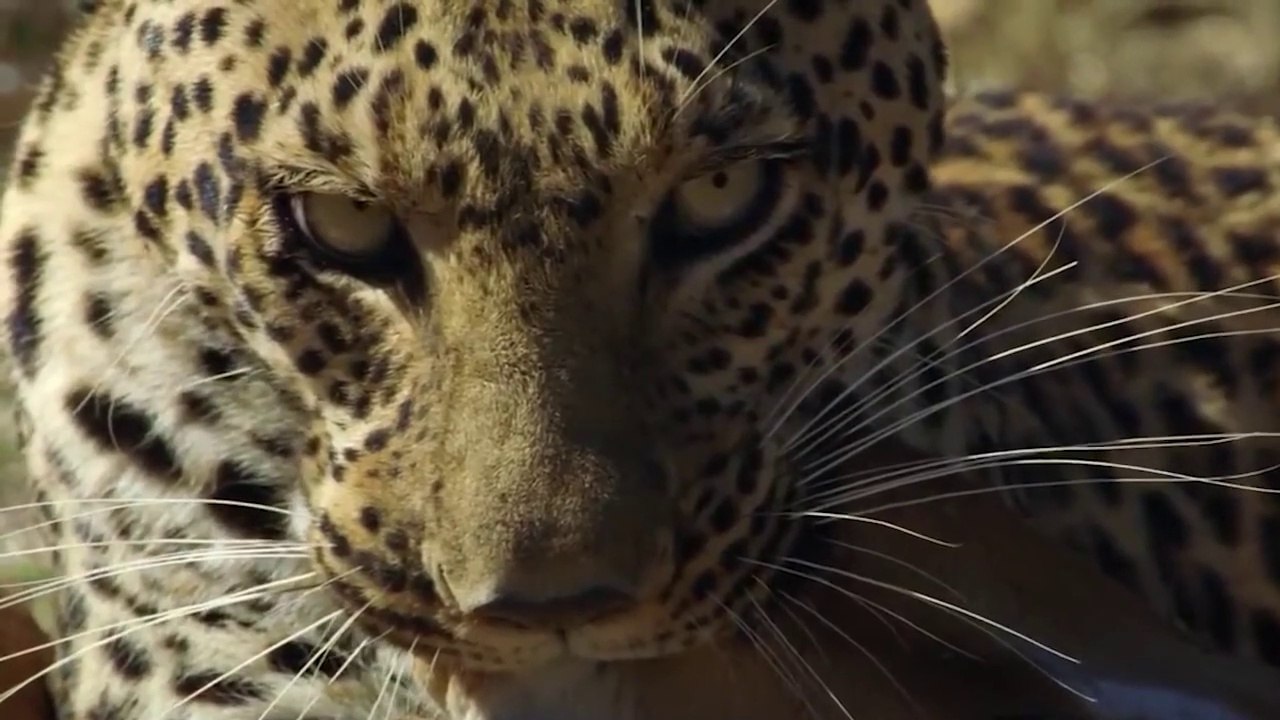 Impala Brutally Torn Apart Between Predators