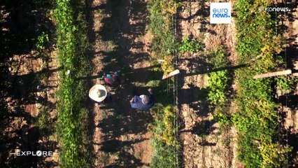 Comment des migrants allemands ont développé la viticulture en Azerbaïdjan