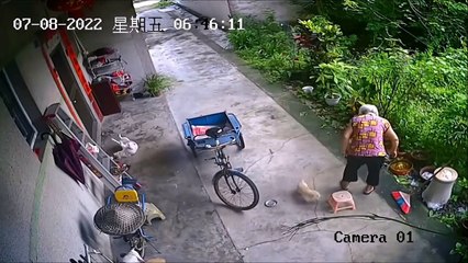 Ce chiot aide mamie à s'asseoir... Adorable et bien élevé