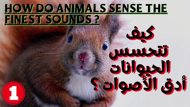 How do animals sense the finest sounds | E5 | كيف تشعر الحيوانات بأدق الأصوات