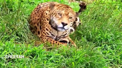 Kehidupan Hewan Pemangsa Di Alam Liar || Life of Carnivores in the Wild