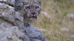 snow-leopard-jumps-off-a-cliff-to-catch-its-prey