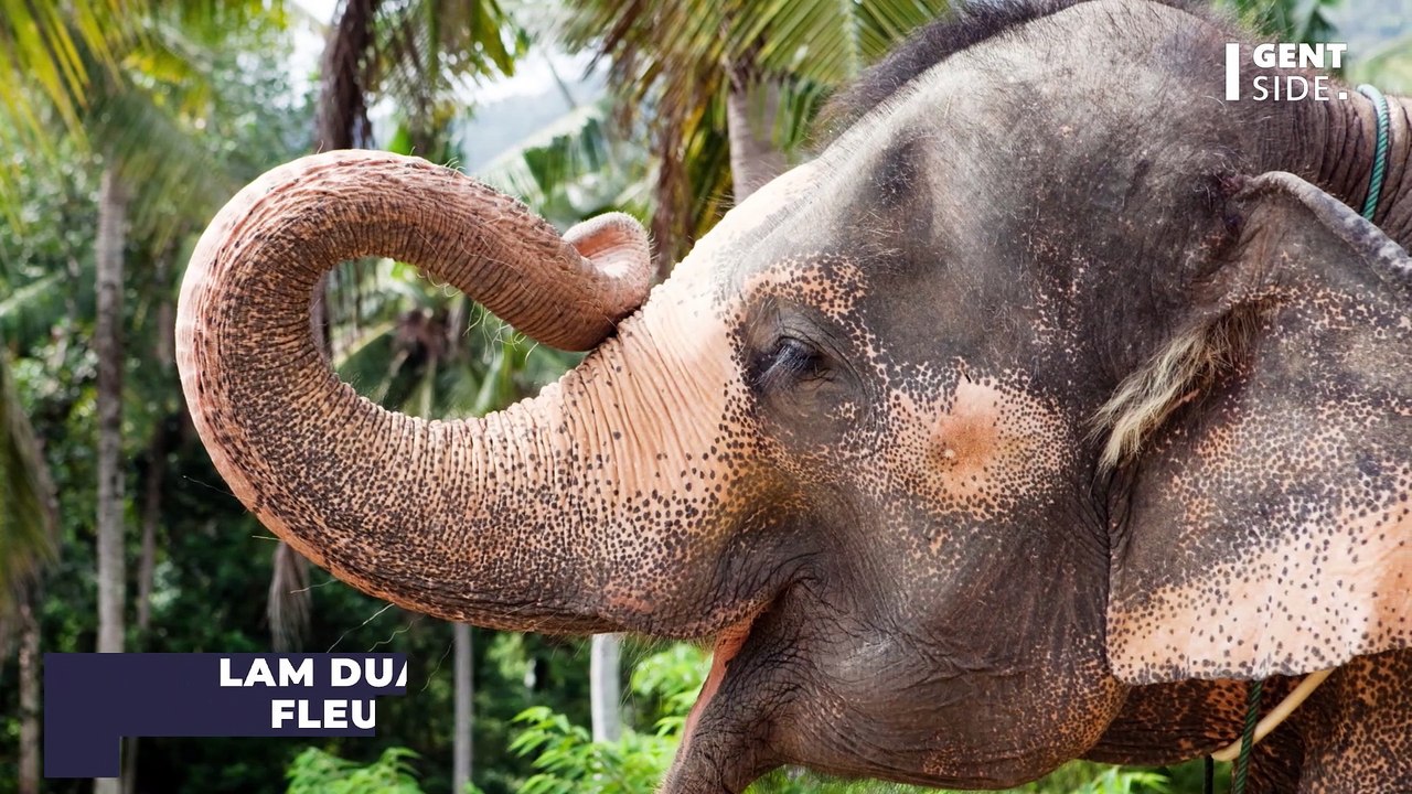 Quand un musicien se met à jouer du piano à une éléphante aveugle en Thaïlande