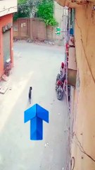 #Dog funniest Shorts #Viralexcitment #funnyFails #Funniest