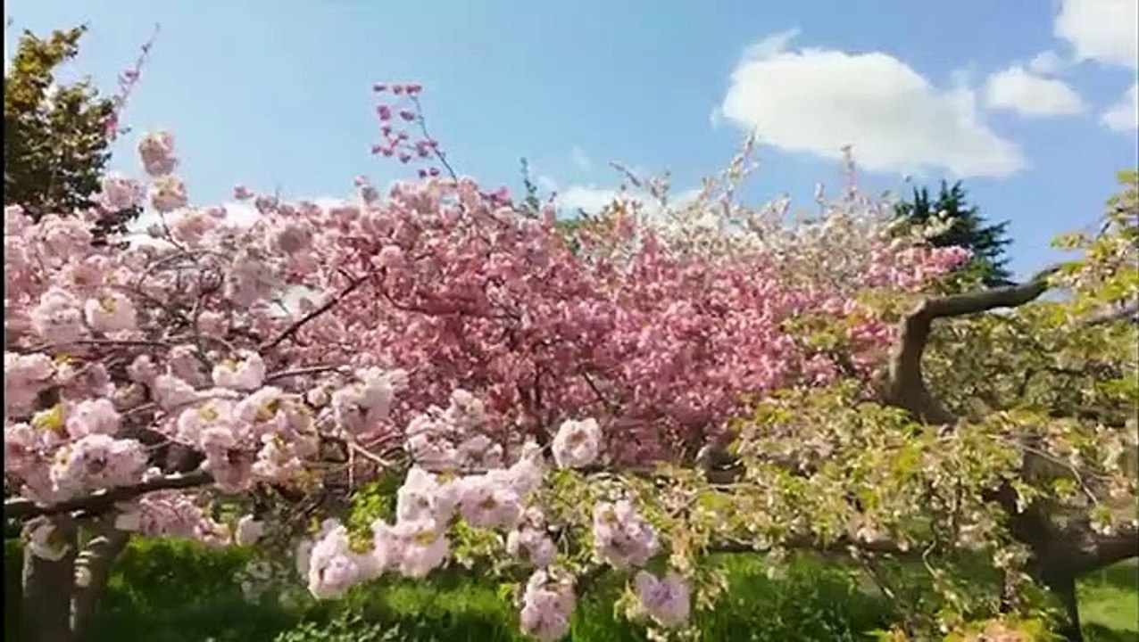 Kingdom of Plants 3D Saison 0 - Trailer (EN)