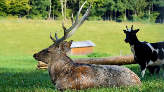 Suara Binatang (animals sound) sapi , kuda , kucing , ayam , anjing ,singa , gajah. bagian 2