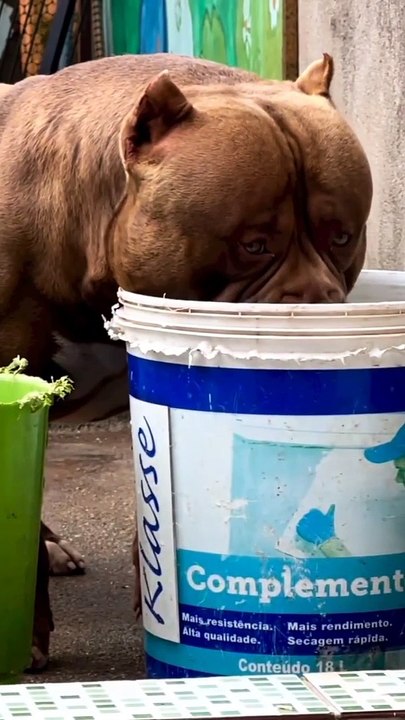Respect for dog 