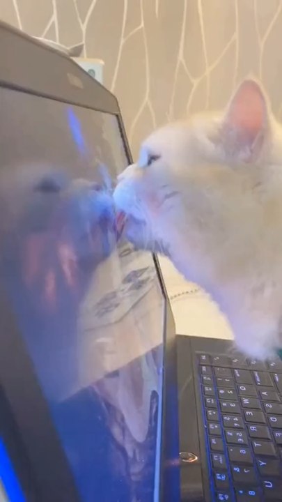 Yuumi e Gatinho | Vídeo: tkcats331/TikTok
