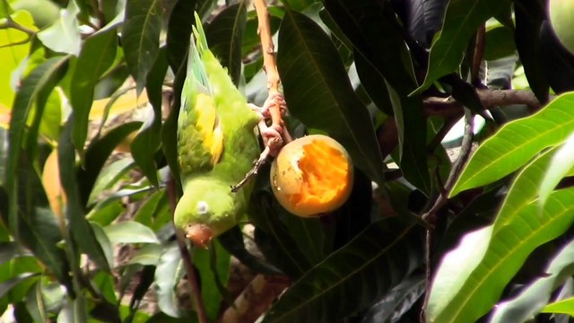 Suara Binatang (animals sound) sapi , kuda , kucing , ayam , anjing ,singa , gajah. bagian 5