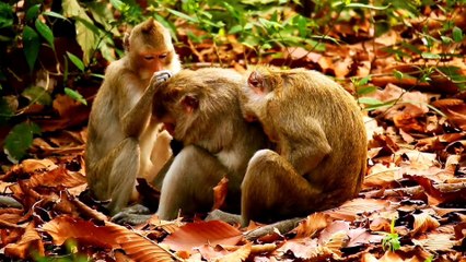 Suara Binatang (animals sound) sapi , kuda , kucing , ayam , anjing ,singa , gajah. bagian 6
