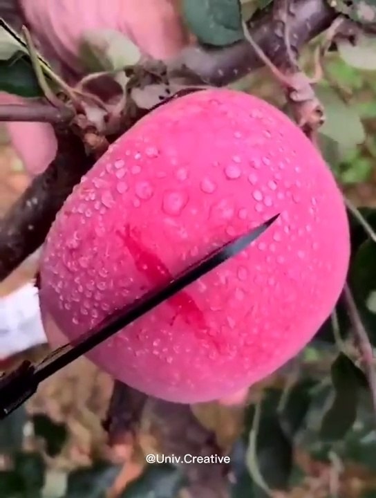 Farm Fresh Ninja Fruit Cutting Oddly Satisfying Fruit Cutting: Fruits You May Have Never Tasted