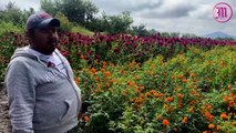 Destaca Morelos en producción de cempasúchil