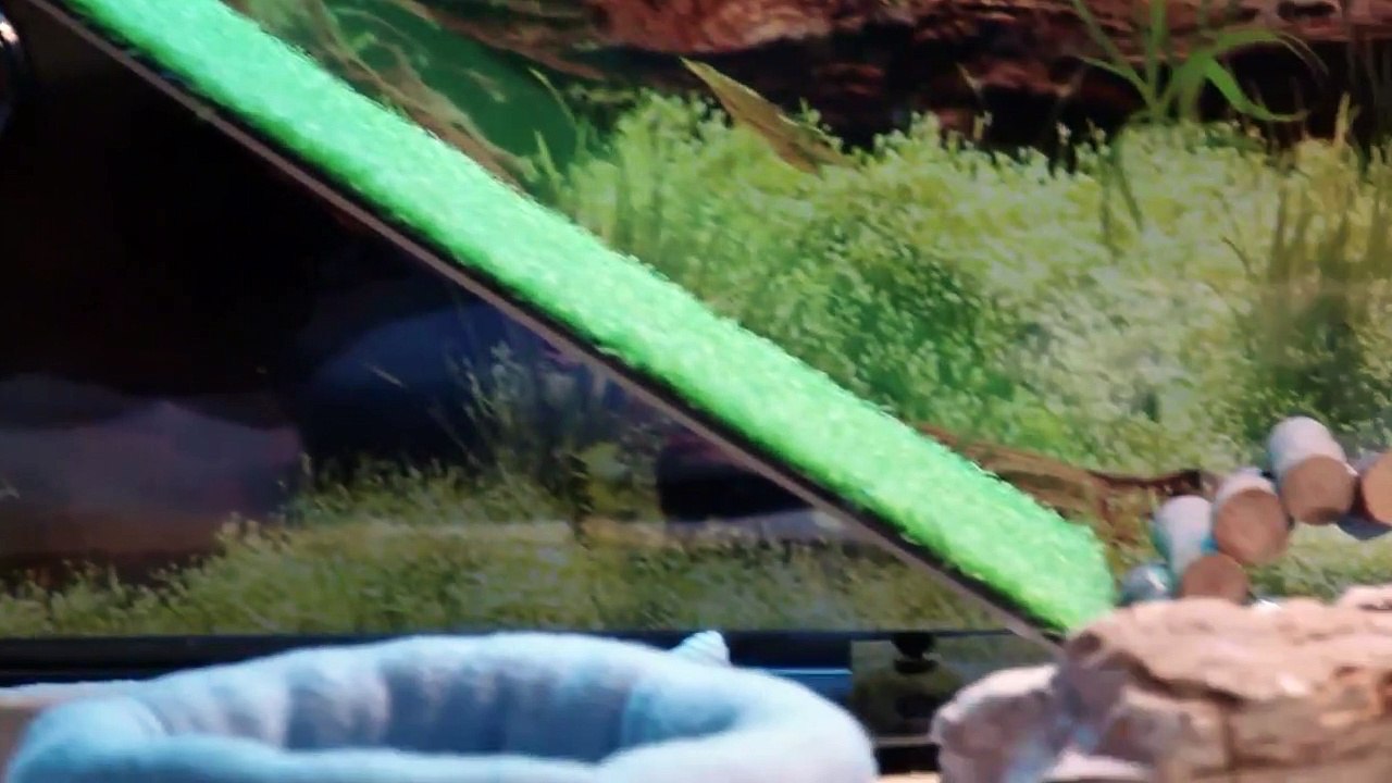 Scaled - Se1 - Ep05 - The Incredible Bearded Dragons! HD Watch HD Deutsch