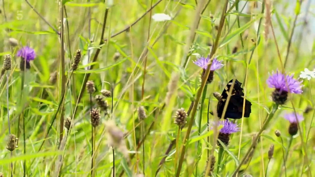 Secret Life of the Forest - Se1 - Ep02 HD Watch HD Deutsch