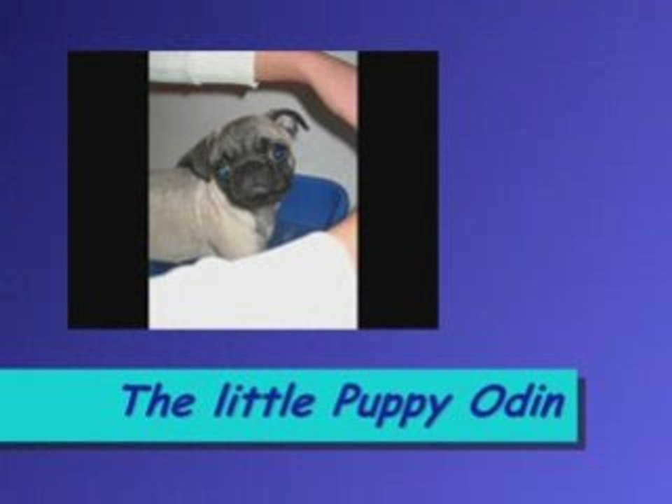 The little Puppy Odin