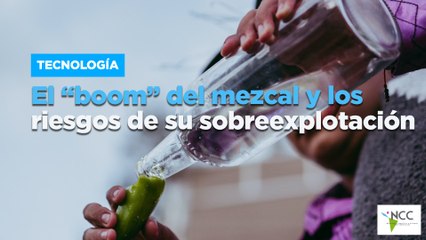 El “boom” del mezcal y los riesgos de su sobreexplotación