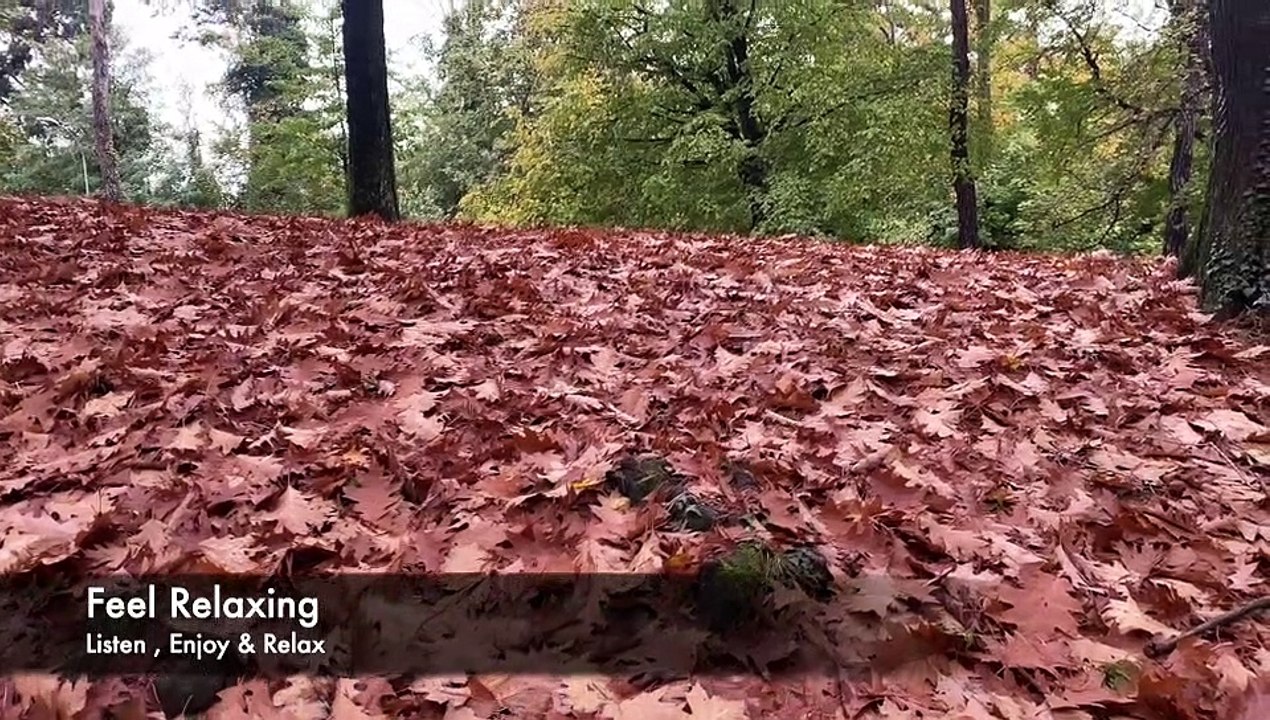 Relaxing Music with Nature Sounds, Forest Music, Sleep Music, Meditation Music_ @Feel Relaxing