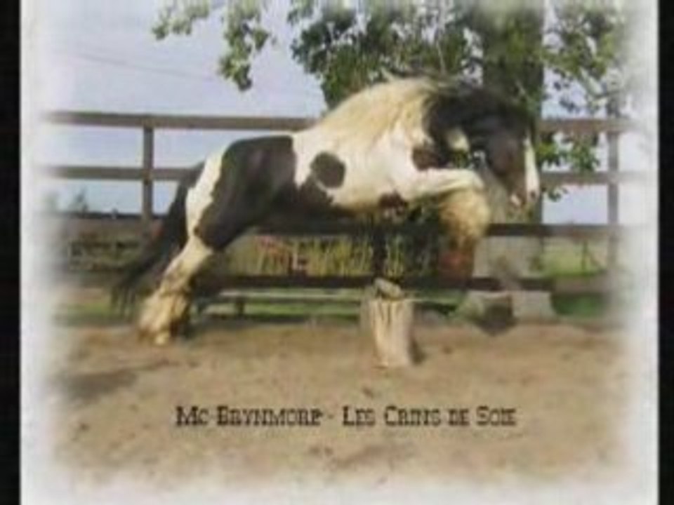 Mc Brynmore, étalon Irish Cob.