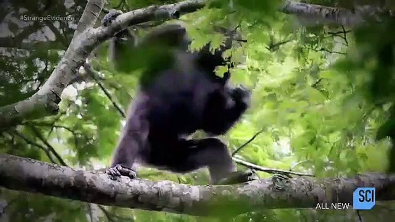 Strange Evidence - Se1 - Ep03 HD Watch HD Deutsch