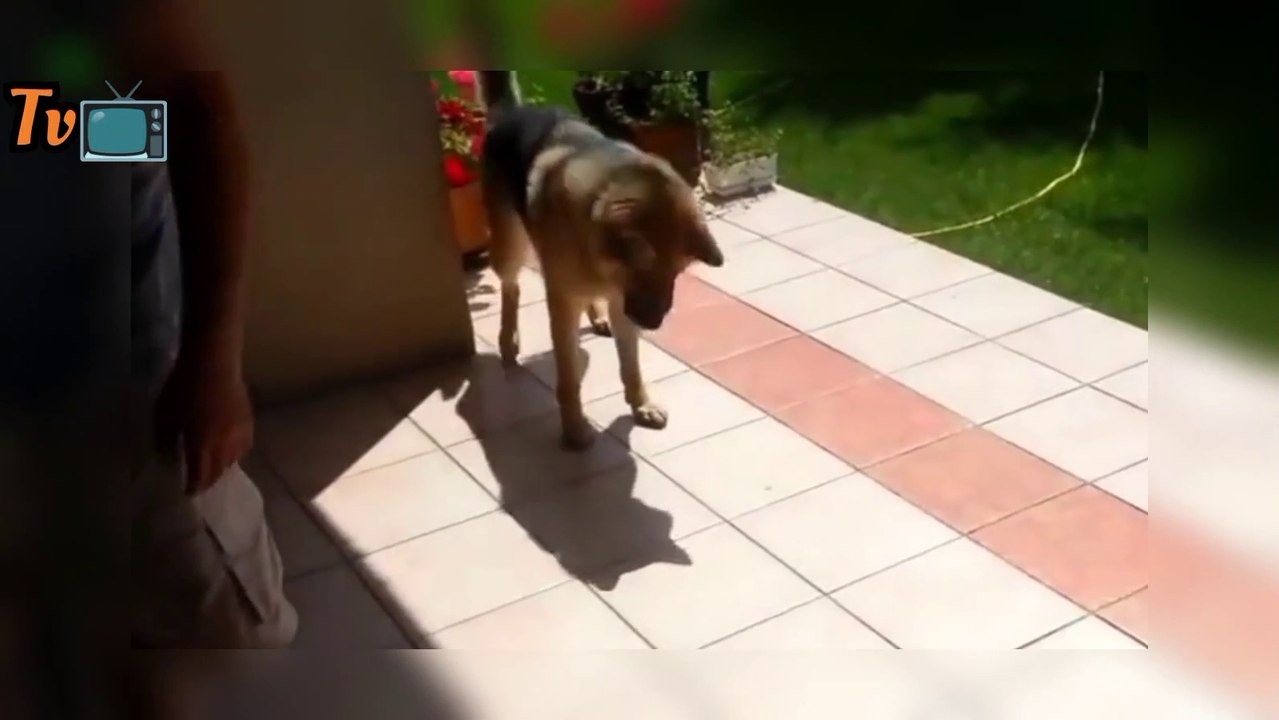 animals video,cute animals,cute animal videos,animal videos,baby animals,cute baby animals,cute baby video,animal videos for children,cute videos,cute animal,funny animals,baby animals for kids,video,best animals video,funniest animals video,videos,baby v