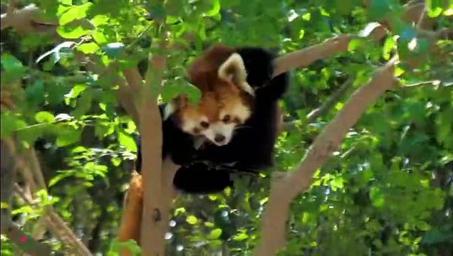 Musique de guérison pour le cœur et les vaisseaux sanguins - Musique douce, calme le système nerveux