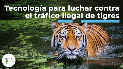 Tecnología para luchar contra el tráfico ilegal de tigres | 495 | 31 octubre a 06 noviembre de 2022