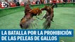 La batalla por la prohibición de las peleas de gallos en Colombia