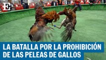 La batalla por la prohibición de las peleas de gallos en Colombia