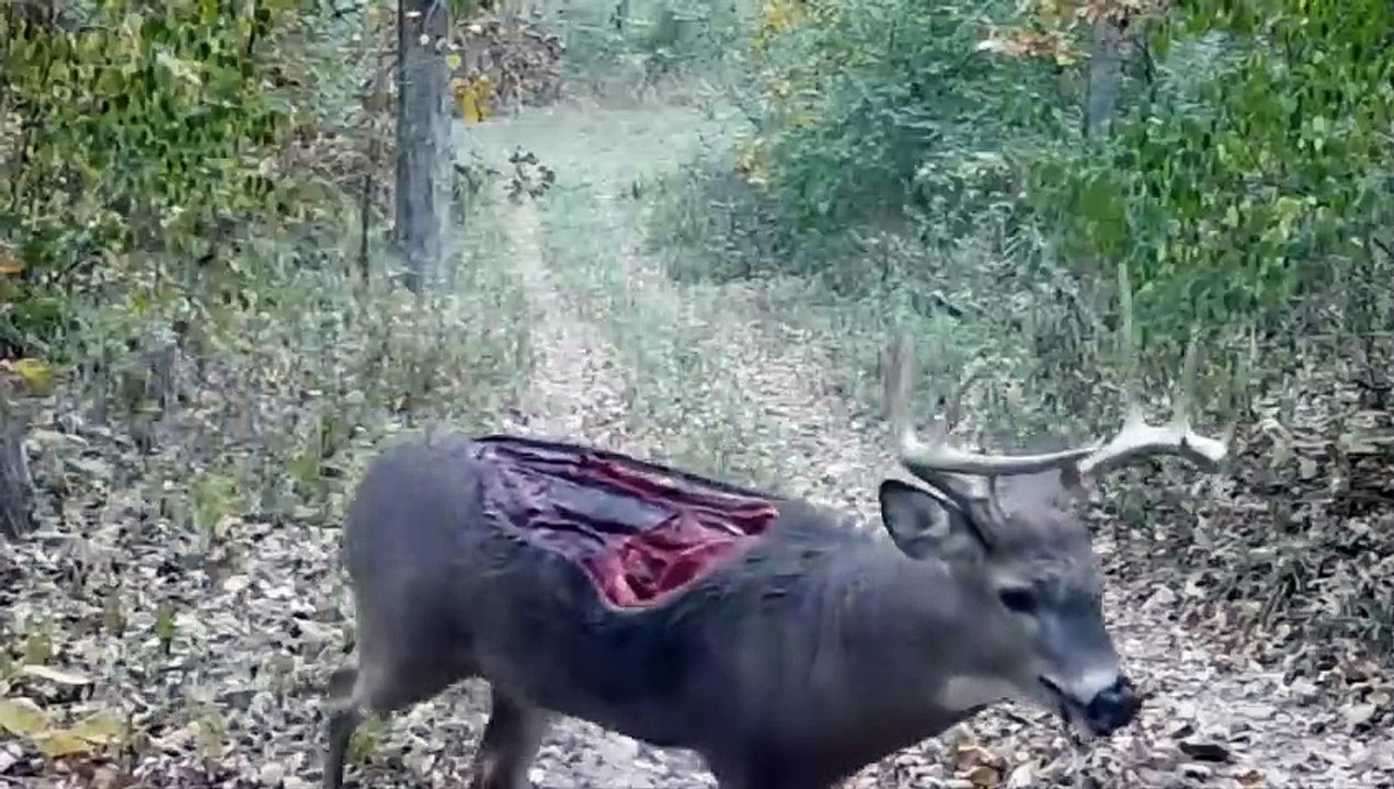 مدهش .. حيوانات نجت من الموت بأعجوبة - شئ لا يصدق !            #wildanimals  #wildlife