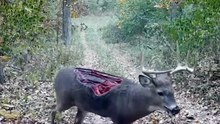مدهش .. حيوانات نجت من الموت بأعجوبة - شئ لا يصدق !            #wildanimals  #wildlife