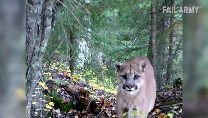 Animals Unleashed! Funny and Scary Moments Compilation _ FailArmy