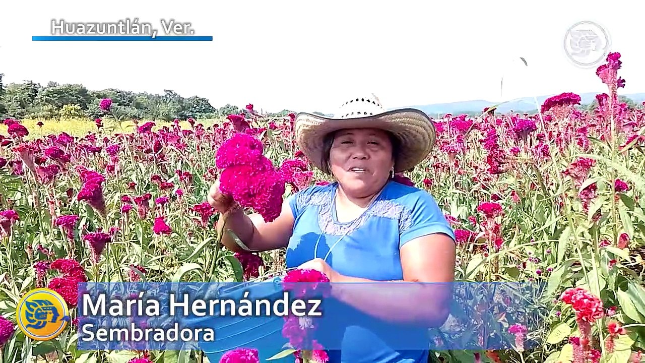 Campos de Cempasúchil, el espectáculo visual de Huazuntlán