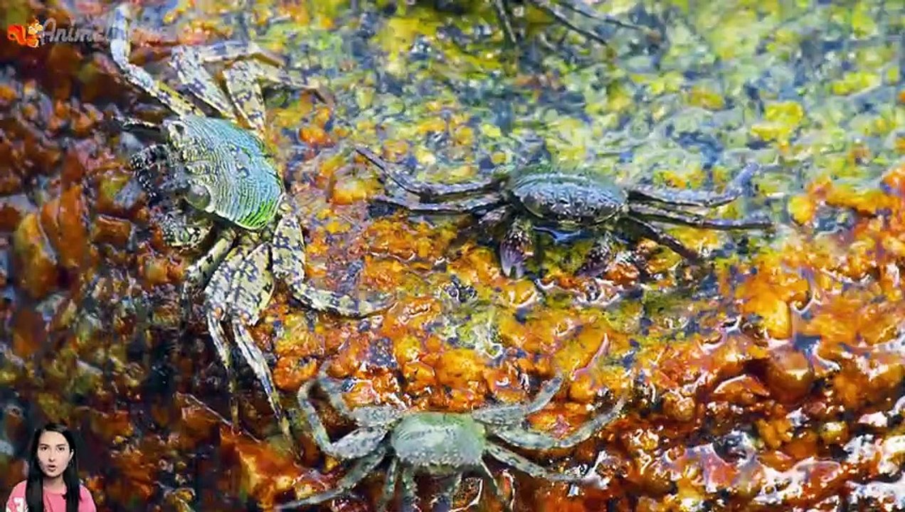 Image of animals in human culture: dog, horse, sheep, shark, turkey