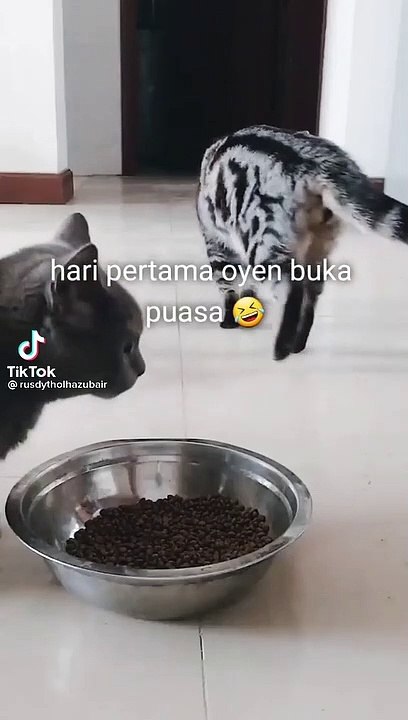 Kucing lucu