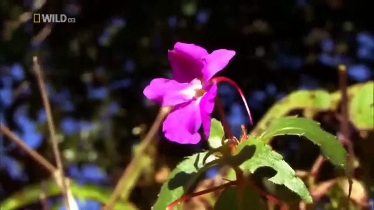 Dunia hewan Nat Geo Wild Nature Animal Discovery Channel Animals 2019: Liar Thailand