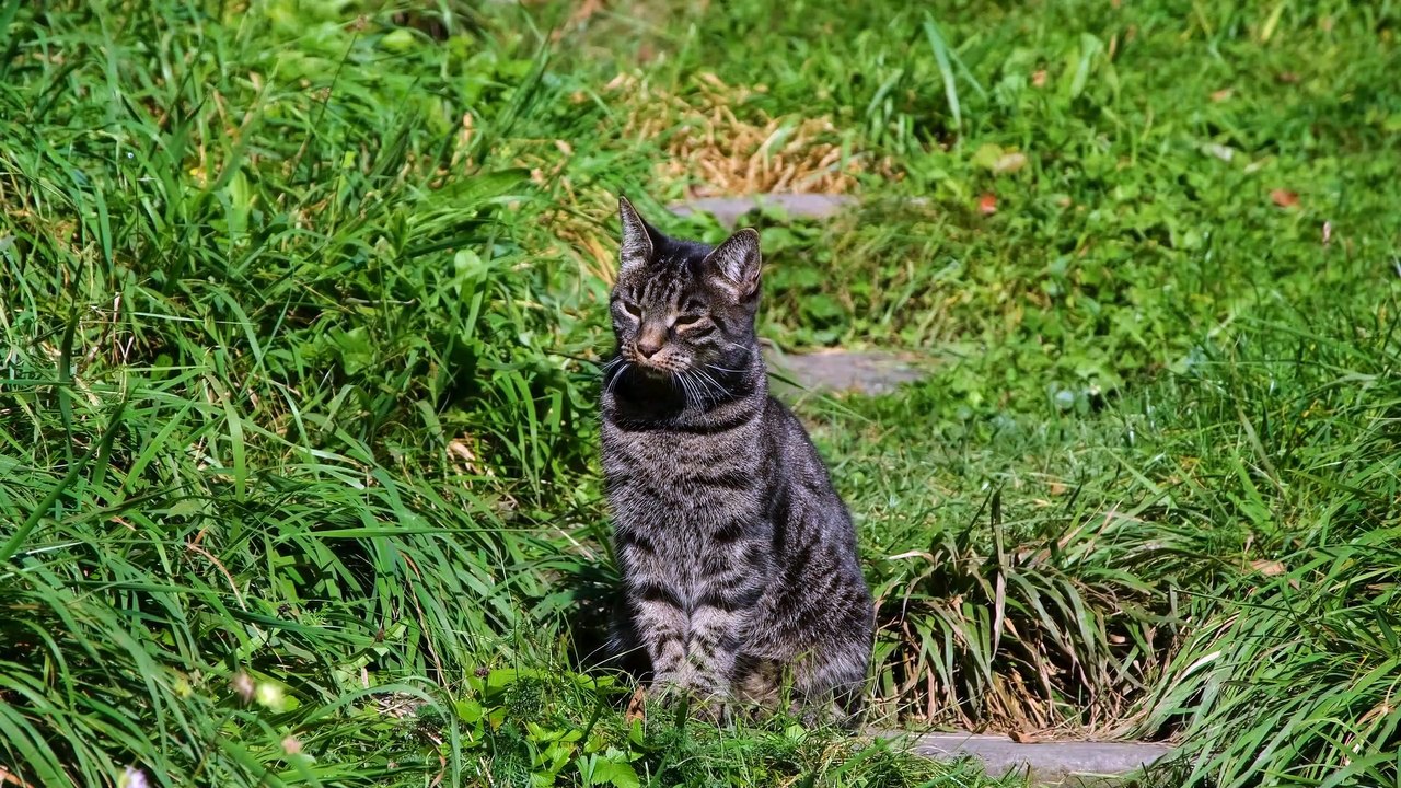 Catt small