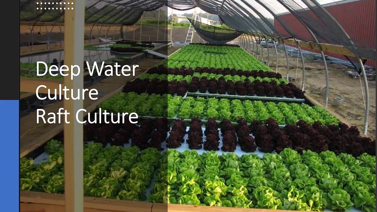 Overview-of-Hydroponic-Lettuce_94