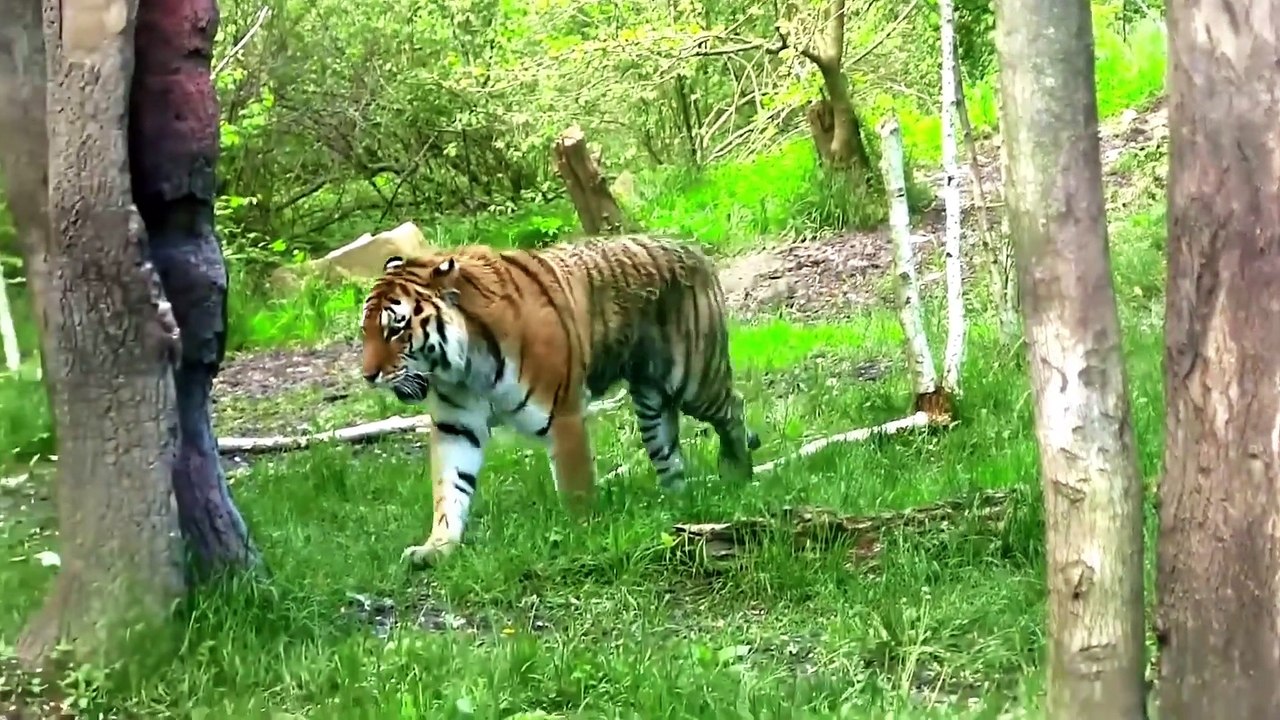 WHAT A BEAUTIFUL TIGER