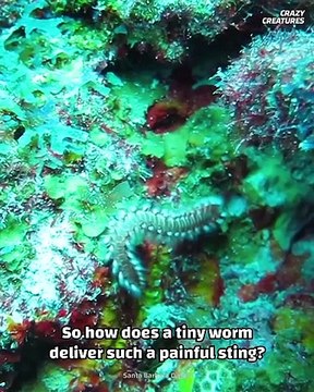 FIRE WORMS IF YOU SEE THIS DONOT TOUCH IT |Fire Worms|