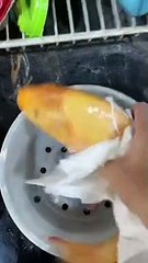 Ikan, ikan apa yang suka berhenti