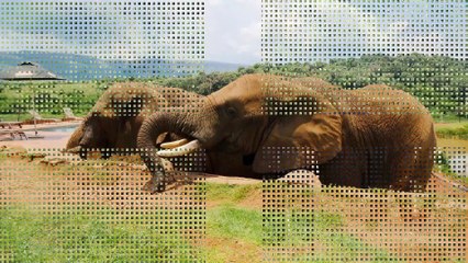 Secrets Wild Life, the secrets of natural wonders