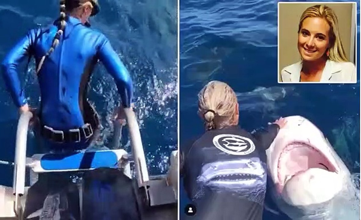 Snack attack! Extraordinary moment diver NARROWLY avoids becoming tiger shark's lunch just as she's about to enter the water off the coast of Hawaii