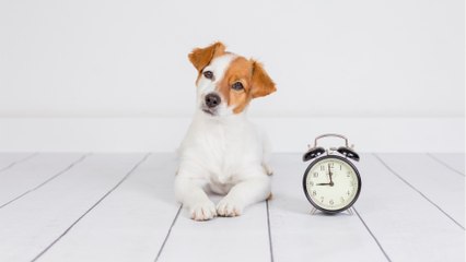 Here is how to help your dog cope with the Clock Change