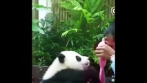 Cute Animals - Cute Baby Panda Videos Compilation