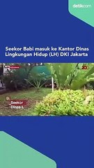 Seekor babi masuk ke kantor dinas